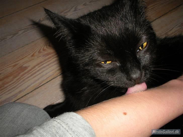 Blanding af racer Basse (Tykke) - 11. Den lille pus elsker bare at slikke <3 Men især på mig oO Foto: Gro-Foto billede 11