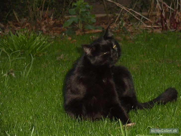 Blanding af racer Basse (Tykke) - 12. Det klør ? xD Foto: Gro-Foto billede 12