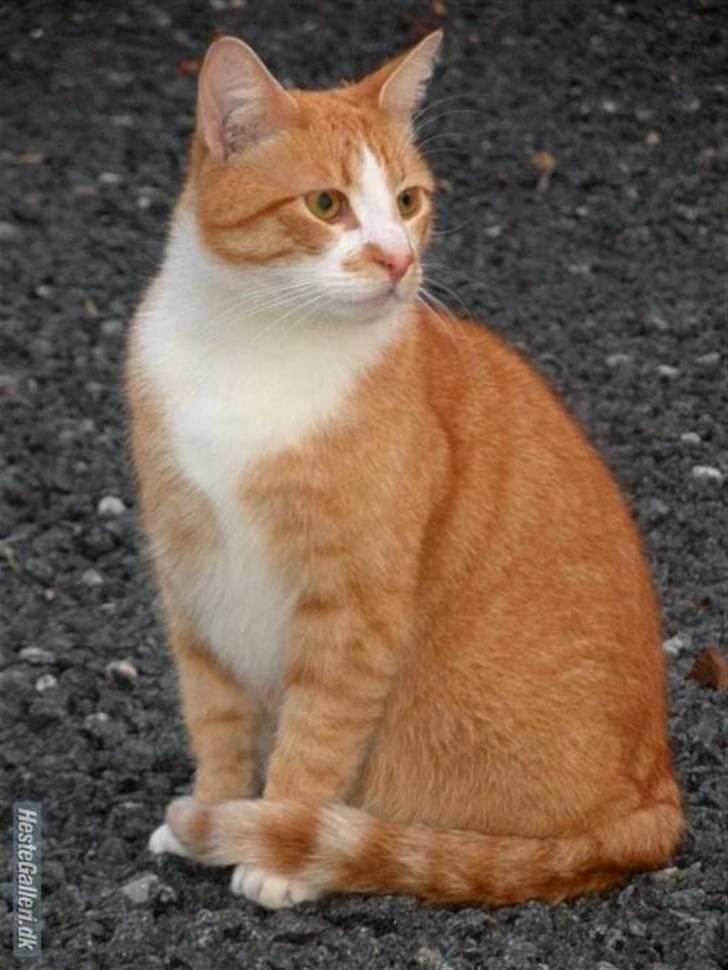 Huskat Oliver (Olle) - Et potræt af en art xD billede 7