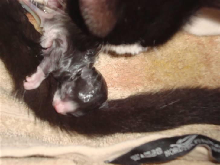 Huskat Mulle billede 1