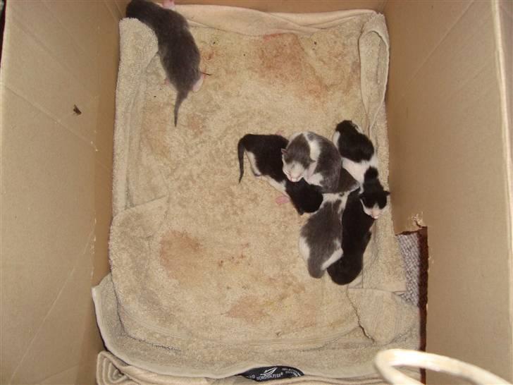 Huskat Mulle billede 2