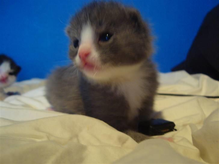 Huskat Mulle billede 3