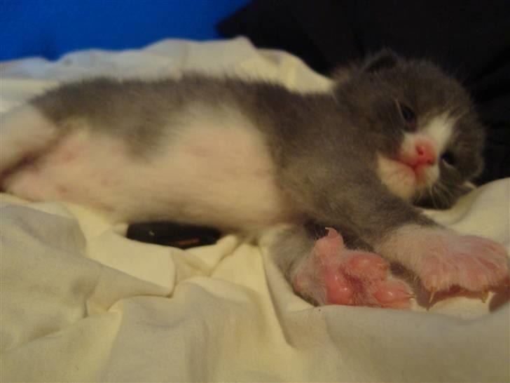 Huskat Mulle billede 4