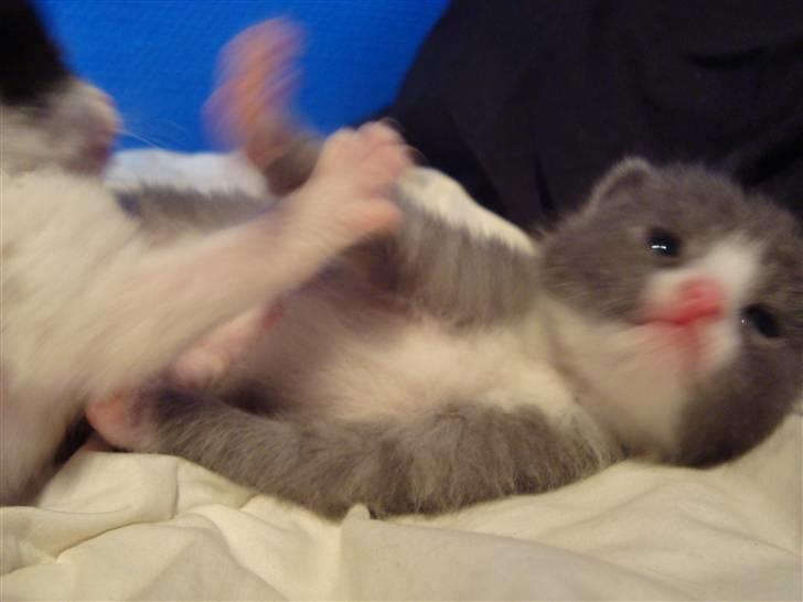 Huskat Mulle billede 5