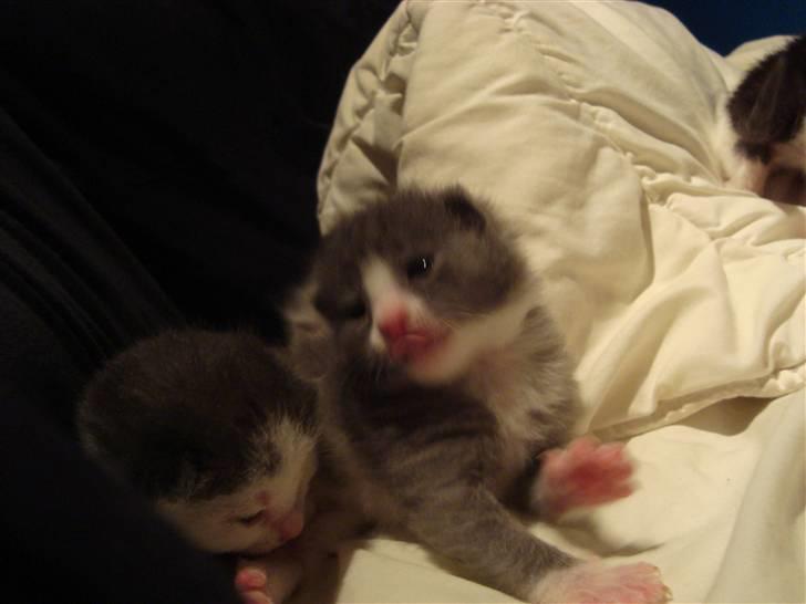 Huskat Mulle billede 6