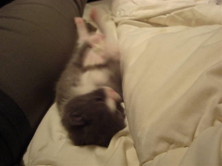 Huskat Mulle billede 7