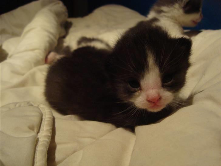 Huskat Putte billede 1