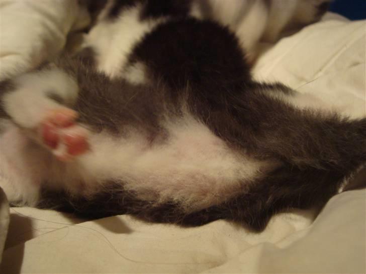 Huskat Putte billede 2