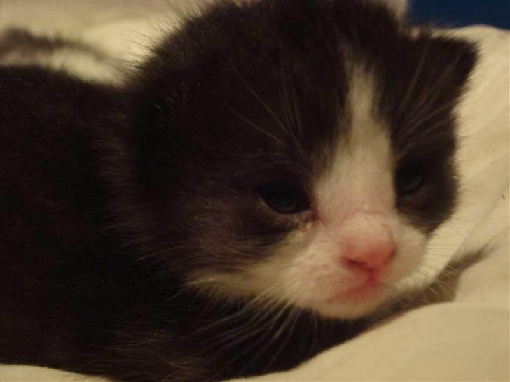 Huskat Putte billede 3