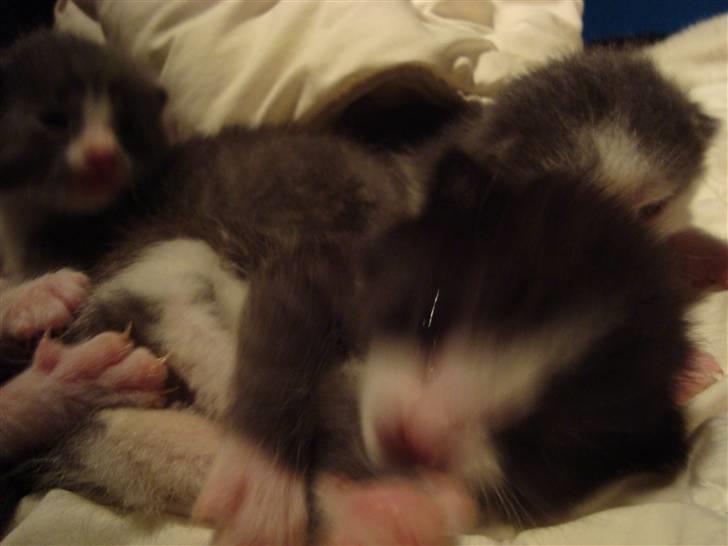 Huskat Putte billede 4