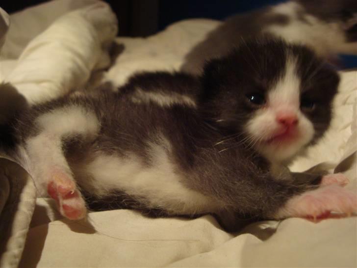 Huskat Putte billede 5