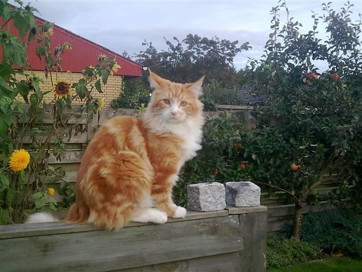 Maine Coon Zorro - Zorro i haven.  billede 8