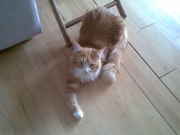 Maine Coon Zorro - av av zorro med brækket ben.  billede 9