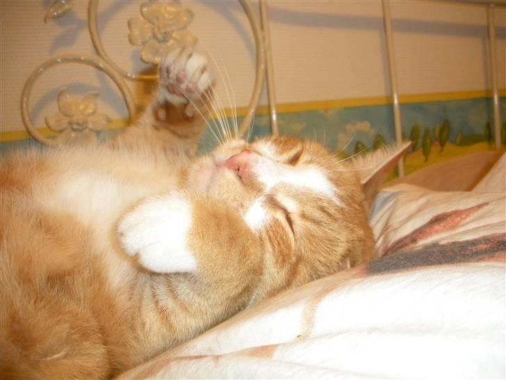 Huskat Oliver (Olle) - Nus miig :D billede 8