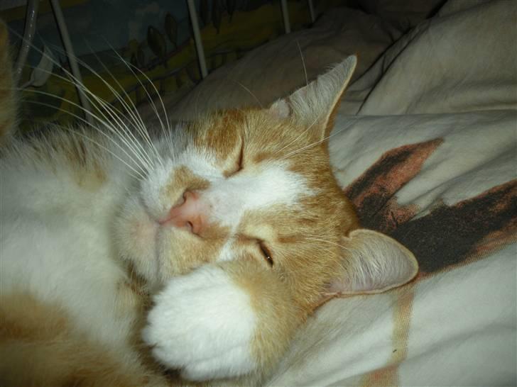 Huskat Oliver (Olle) - SNORK! xD billede 9