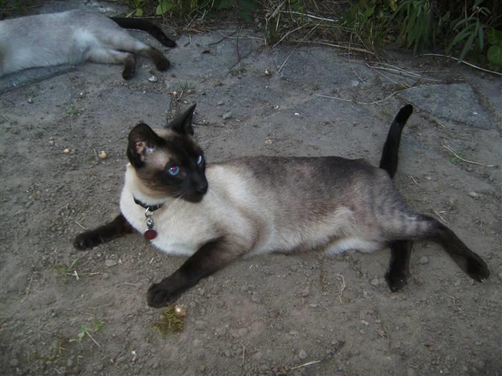 Siameser Macho Mogens - Herligt at ligge i haven billede 7