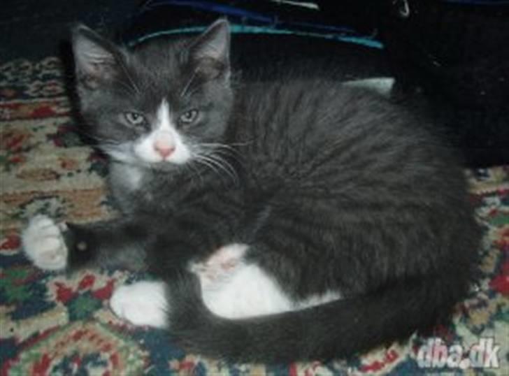 Huskat Eva / Iva - Det var det billed jeg faldt for hende :) billede 1