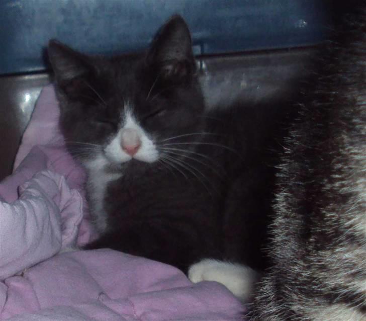 Huskat Eva / Iva billede 2