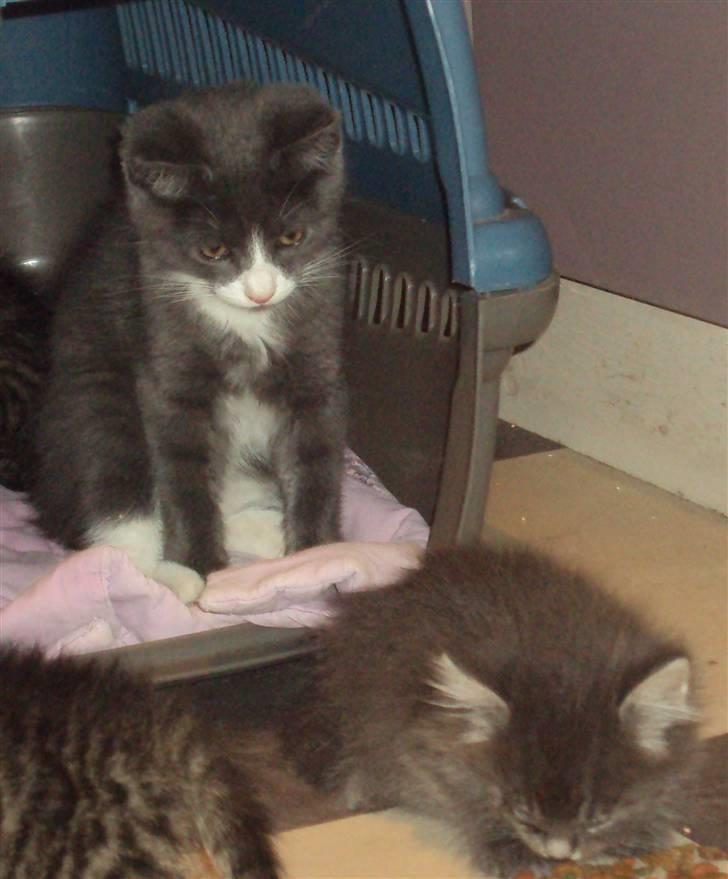 Huskat Eva / Iva billede 3