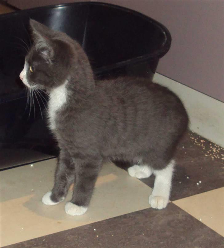 Huskat Eva / Iva billede 4