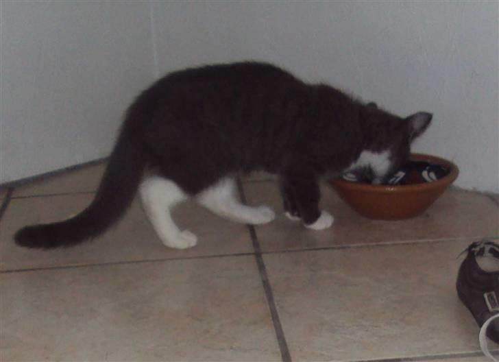 Huskat Eva / Iva billede 5