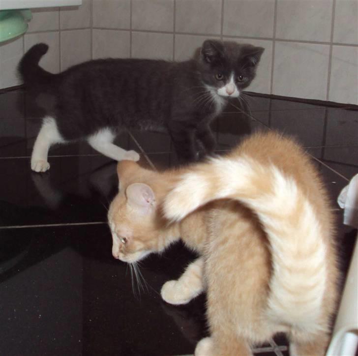 Huskat Eva / Iva billede 6