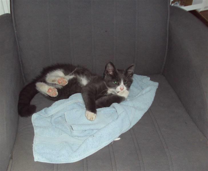 Huskat Eva / Iva billede 7