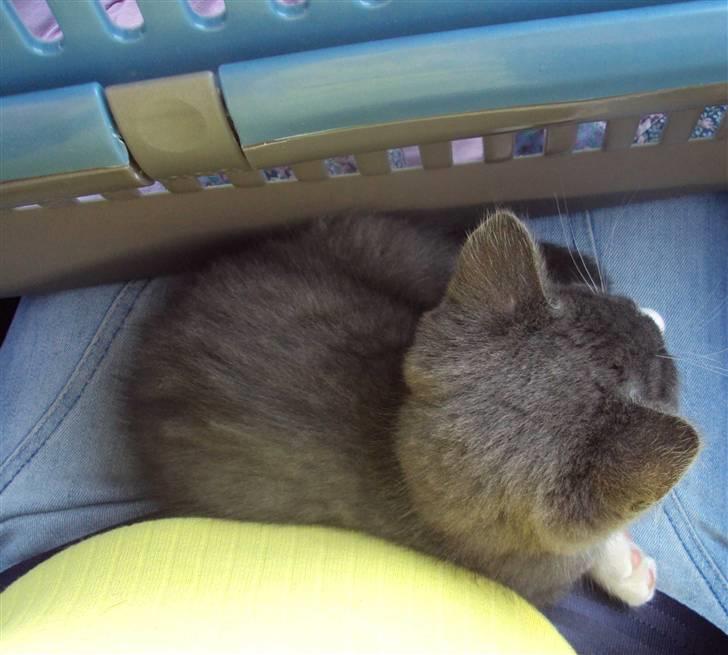 Huskat Eva / Iva - Hun var så rolig hjem så hun kom ud af kassen billede 8