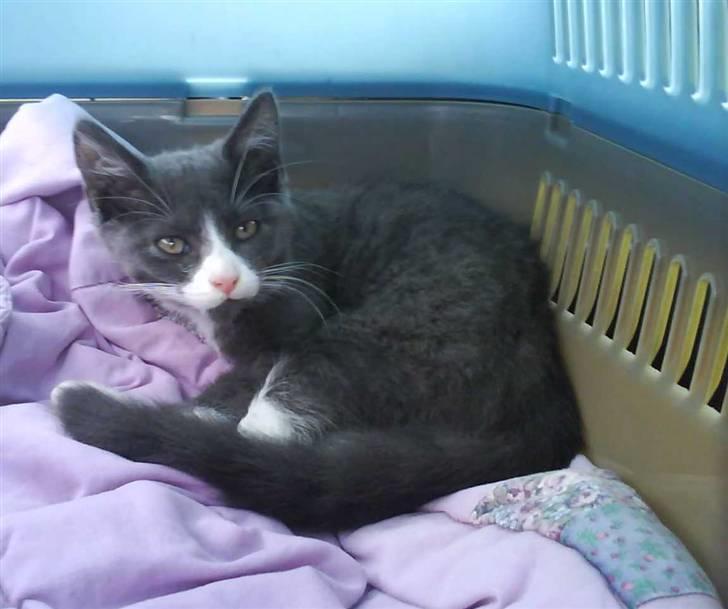 Huskat Eva / Iva billede 9