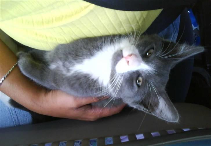 Huskat Eva / Iva billede 10