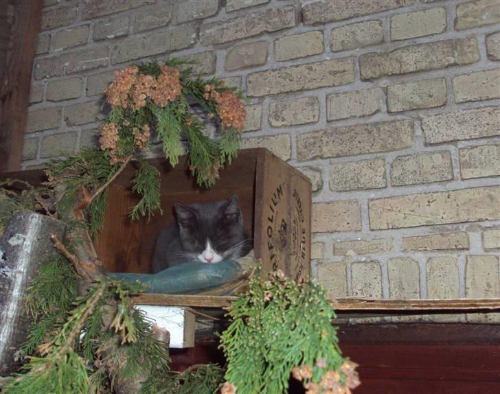 Huskat Eva / Iva - Mmmm der har hun lige fundet et dejligt sted i kattegården billede 11