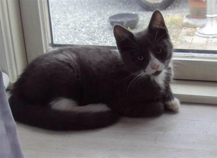 Huskat Eva / Iva billede 12