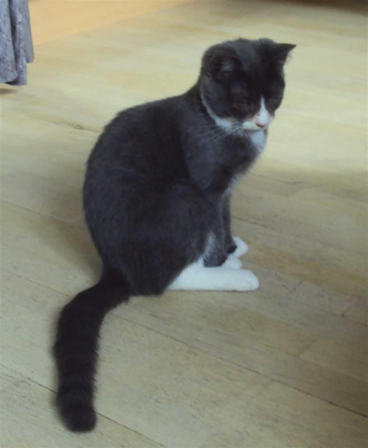 Huskat Eva / Iva billede 13