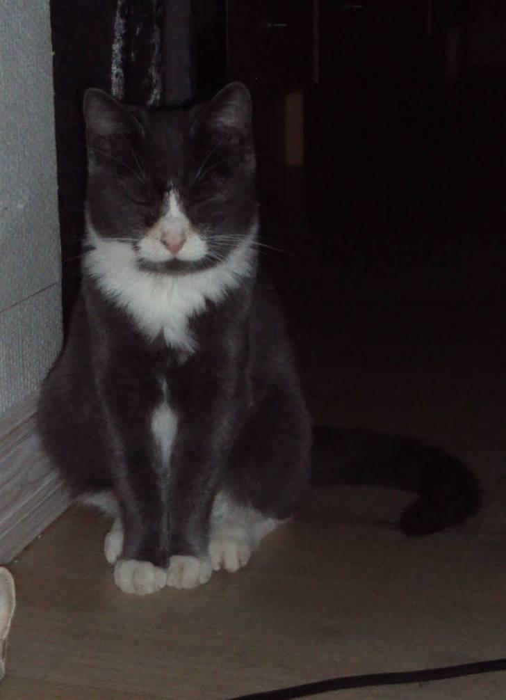 Huskat Eva / Iva billede 14