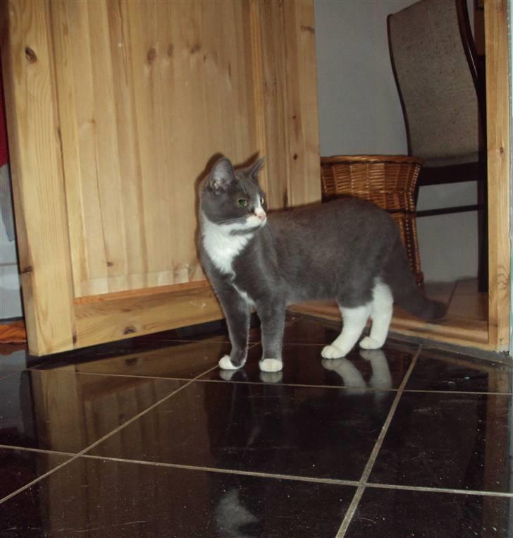 Huskat Eva / Iva billede 15