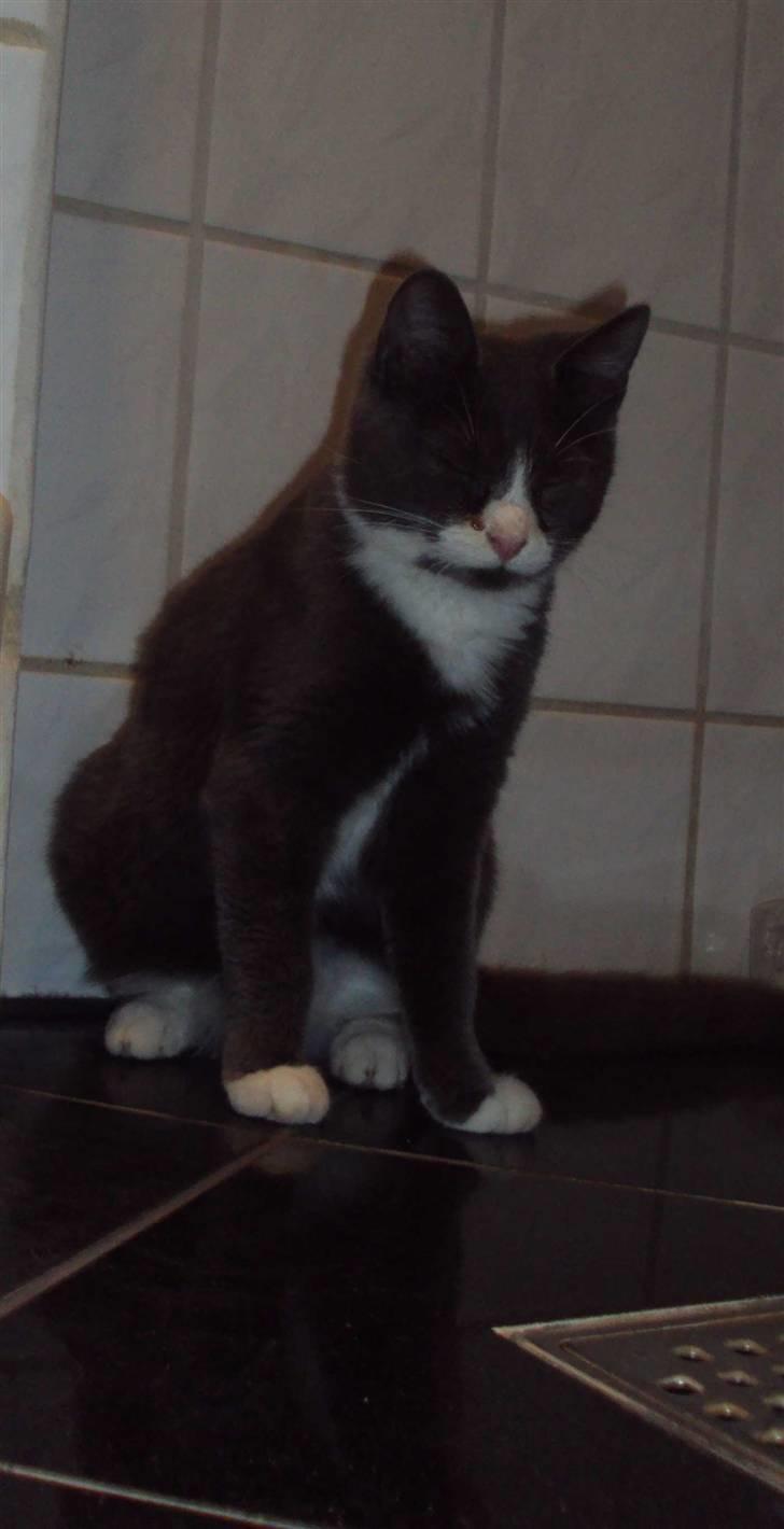 Huskat Eva / Iva billede 16