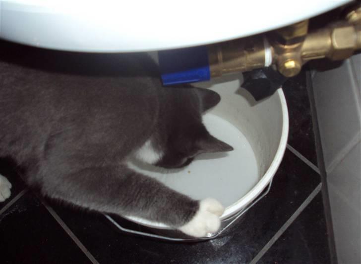 Huskat Eva / Iva - er der hul midt i spanden ??.. :D billede 17