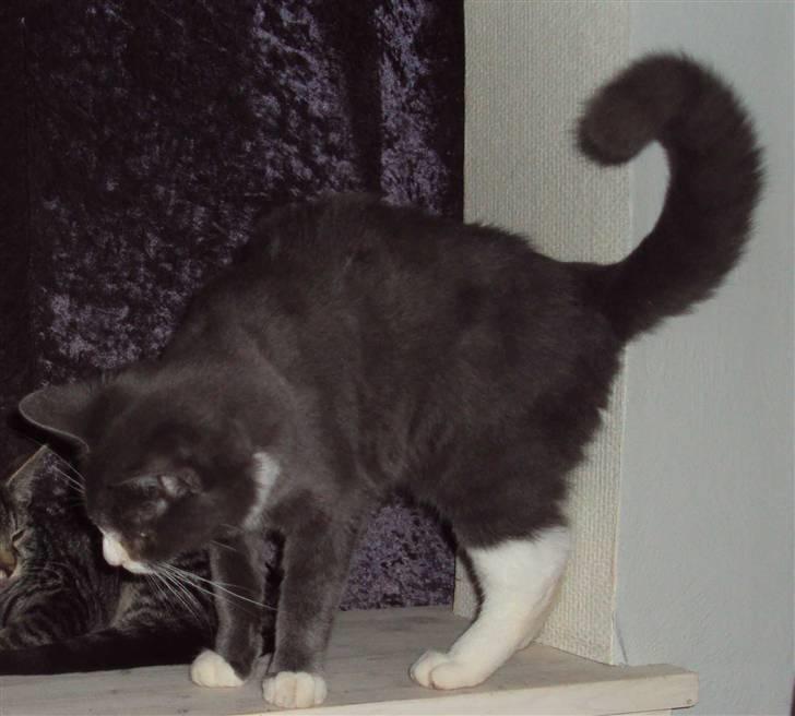 Huskat Eva / Iva billede 18