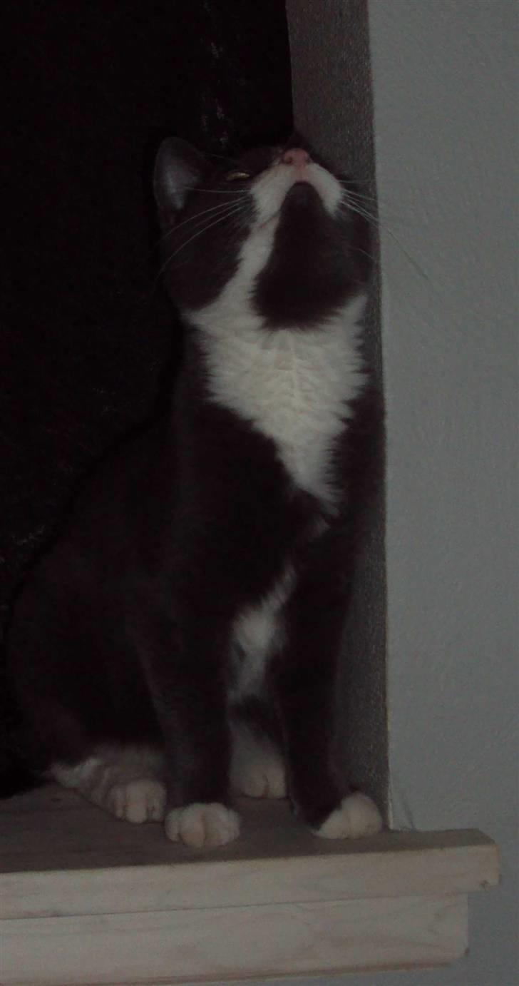 Huskat Eva / Iva billede 19