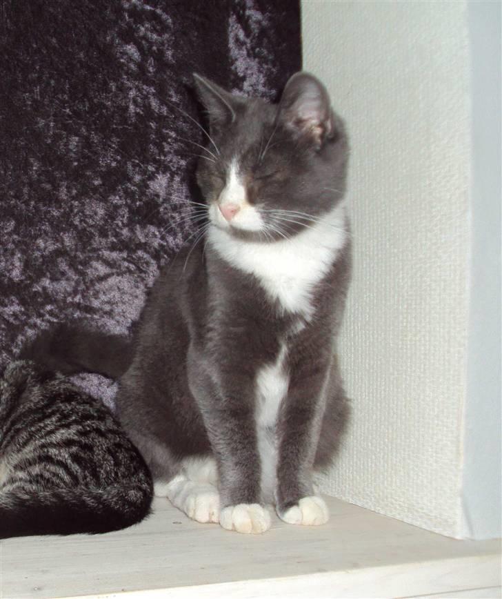 Huskat Eva / Iva billede 20