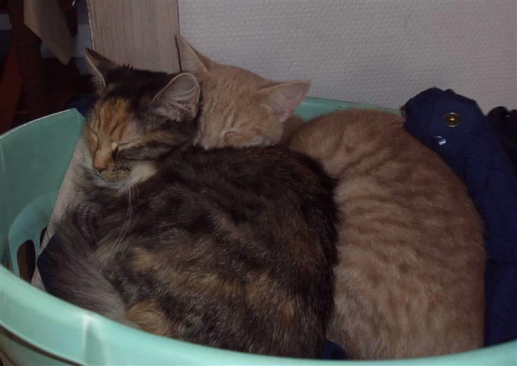 Blanding af racer Mary lou billede 13