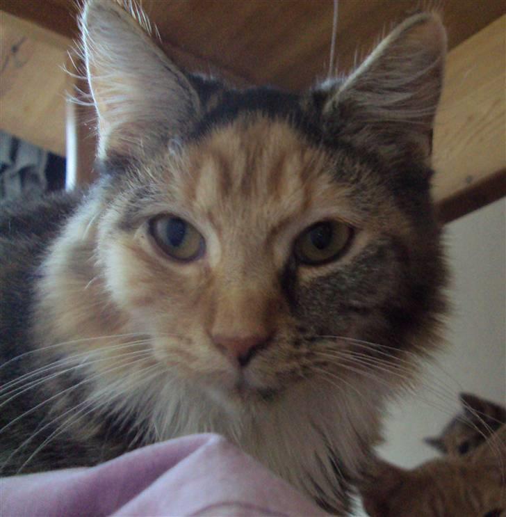 Blanding af racer Mary lou billede 14