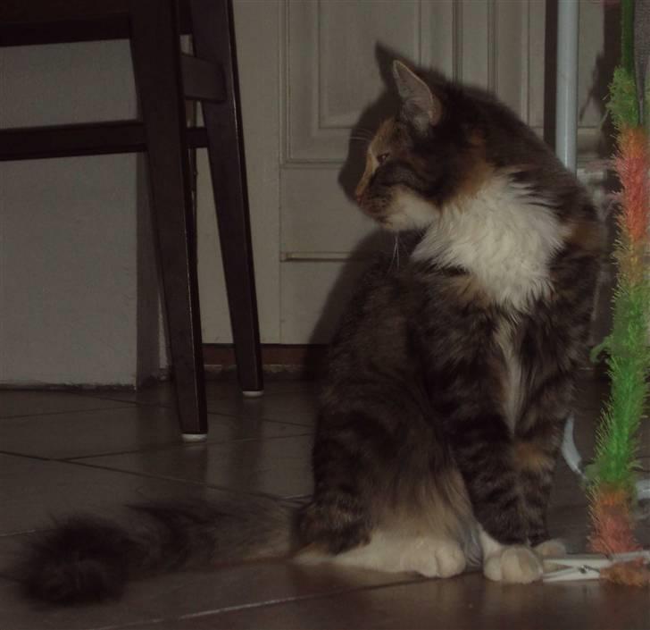 Blanding af racer Mary lou billede 15