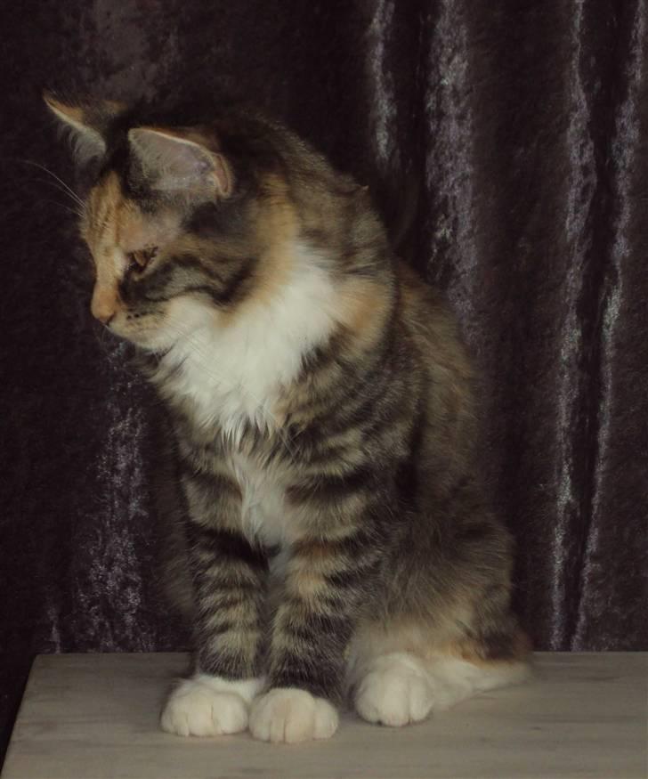 Blanding af racer Mary lou billede 16