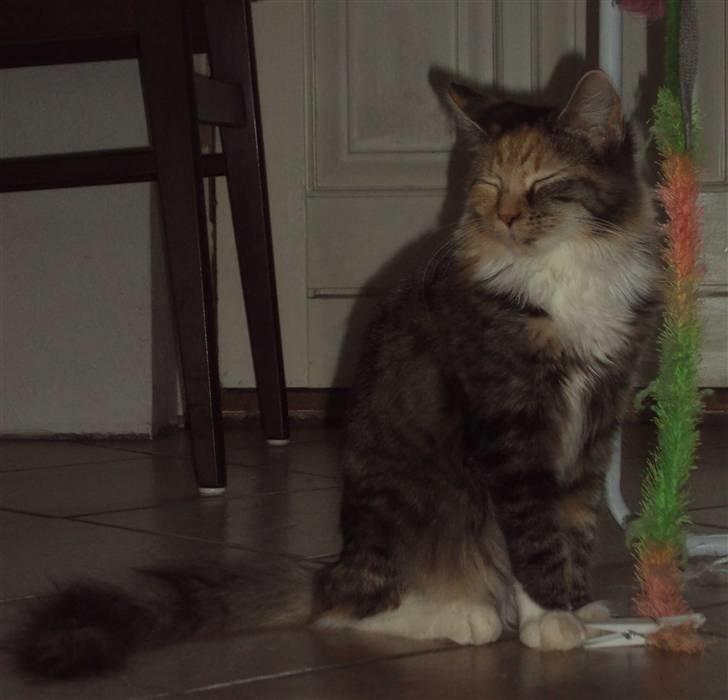 Blanding af racer Mary lou billede 17