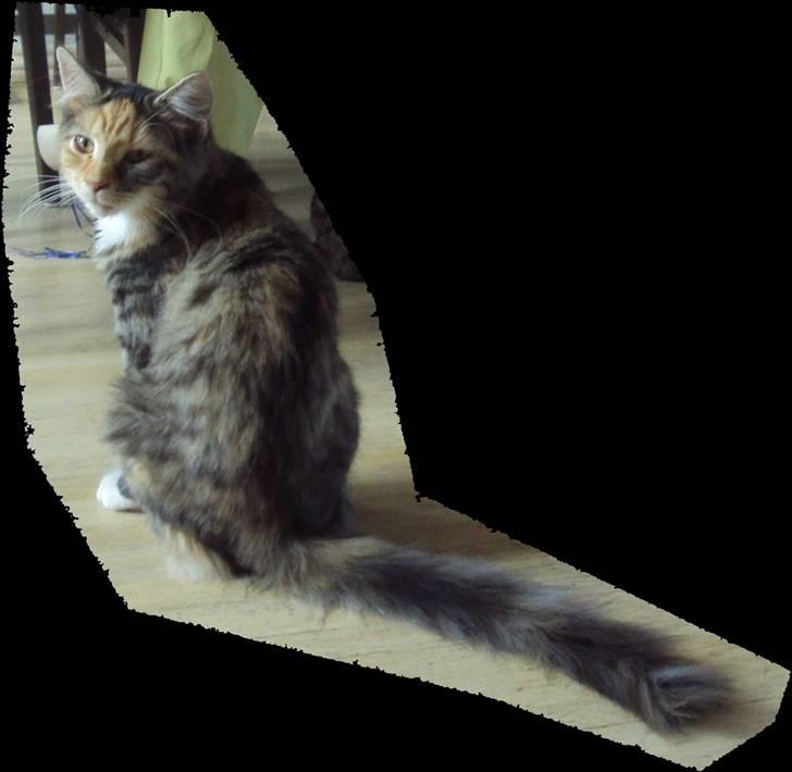 Blanding af racer Mary lou billede 18