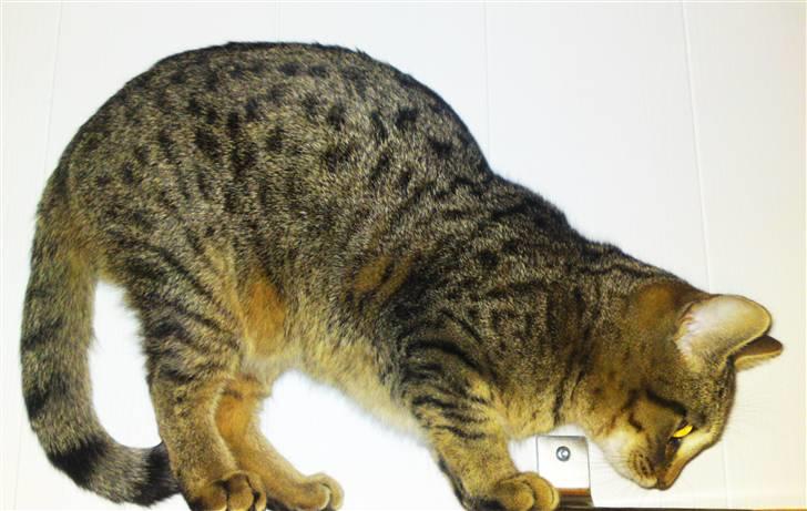 Bengal Blanding Miss MacyTILSALG billede 18