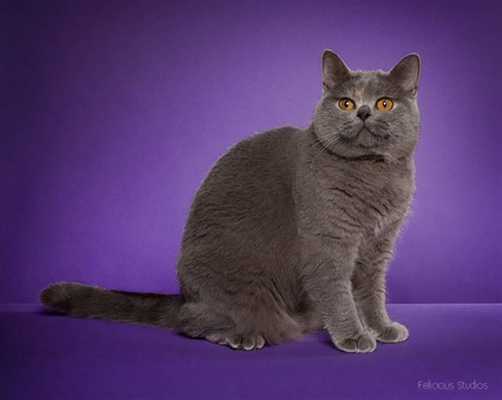 British Shorthair DK Heikina Floor billede 1