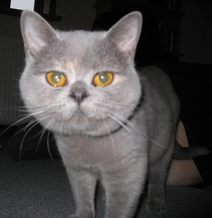 British Shorthair DK Heikina Floor billede 2
