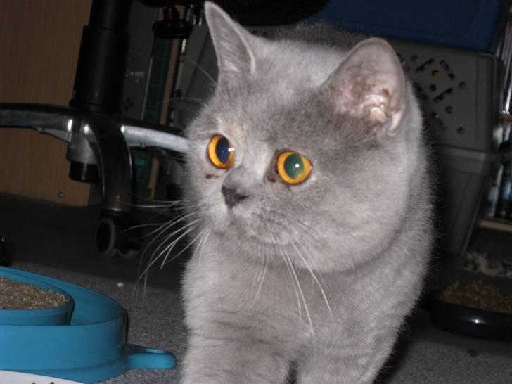 British Shorthair DK Heikina Floor billede 3